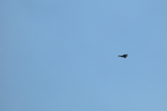 photo20.08.2010-046